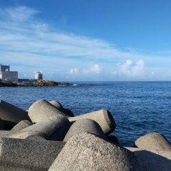 磯釣りできずのカマス