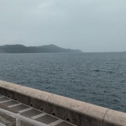 アジはいません