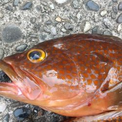 キジハタ　イワシ沸きあり