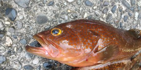 キジハタ　イワシ沸きあり