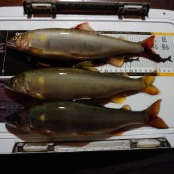 念願だった球磨川釣行