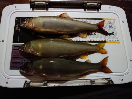 念願だった球磨川釣行