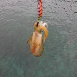 対馬エギング釣果