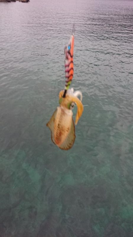 対馬エギング釣果