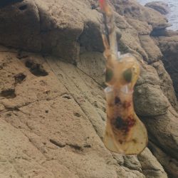 トップでツバス