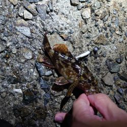 アオリはまだ小さい