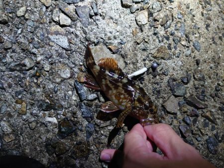 アオリはまだ小さい