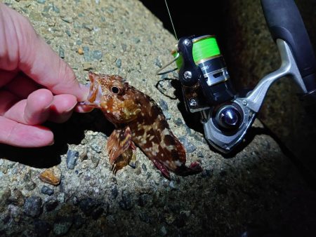 アオリ休んで根魚を