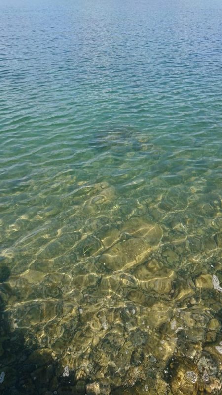 アオリイカ調査