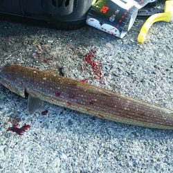 青物祭りへ参加