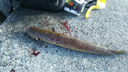 青物祭りへ参加