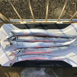 元気なシオ。タチウオは小さめ。