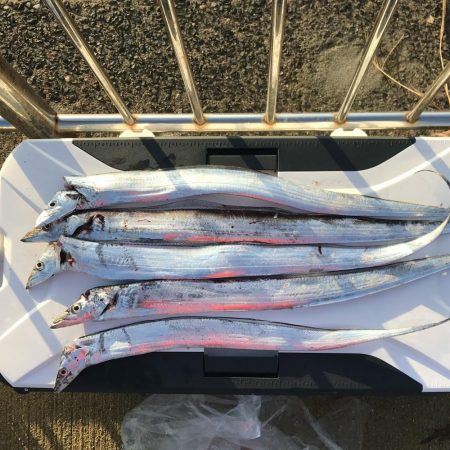 元気なシオ。タチウオは小さめ。