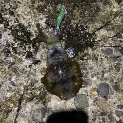 今年初エギング