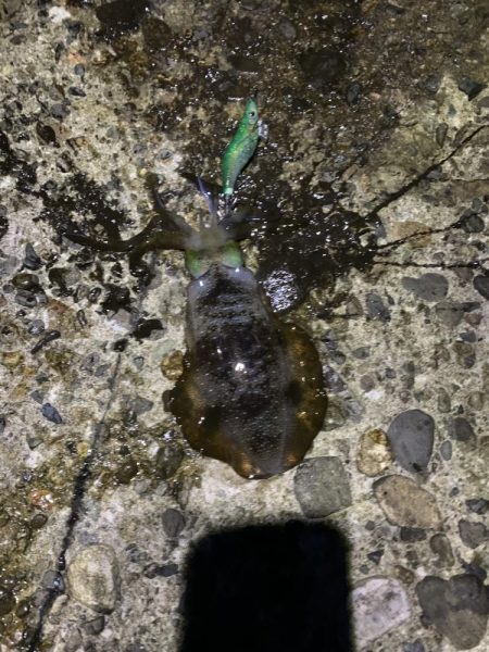 今年初エギング