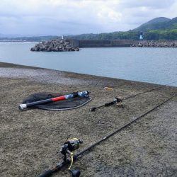 ネイリが大分大きくなってきた。