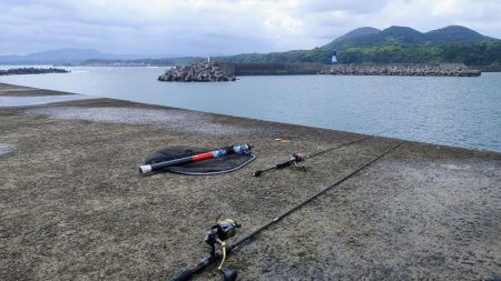 ネイリが大分大きくなってきた。