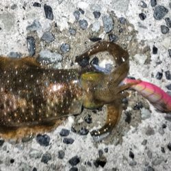 アオリとケンサキ