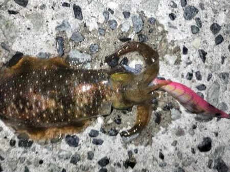 アオリとケンサキ