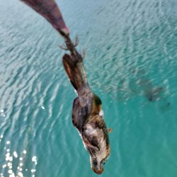 新子がたくさん