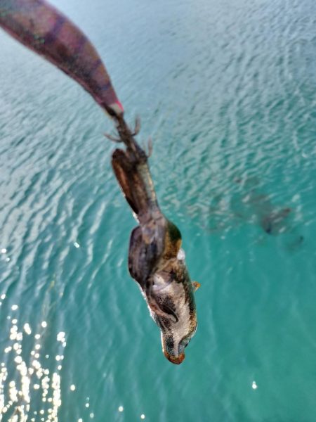 新子がたくさん