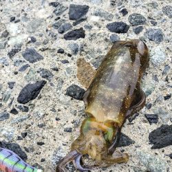 秋にしてはいいんじゃない？