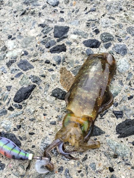 秋にしてはいいんじゃない？