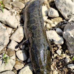 ブラックバスのはずが、、、