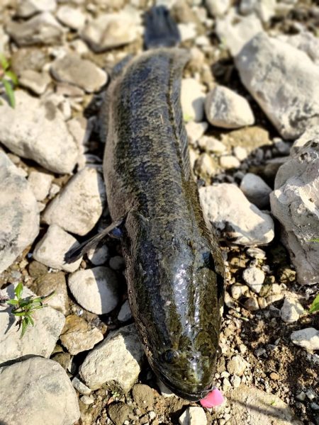 ブラックバスのはずが、、、