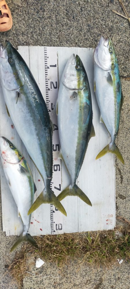 ジギングシーズン突入