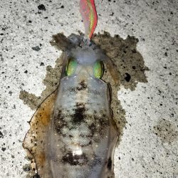 新子がたくさん