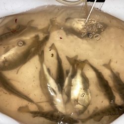 良型チヌに秋の小チヌの数釣り