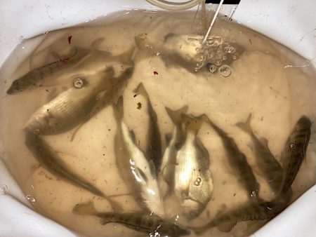 良型チヌに秋の小チヌの数釣り