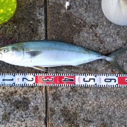 またまたブリ~ の子供