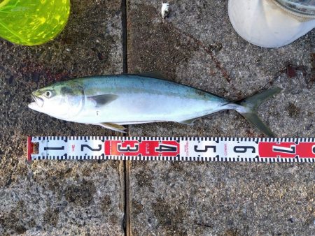 またまたブリ~ の子供