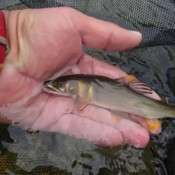 小さくても強烈なアタリで楽しんだ吉和川