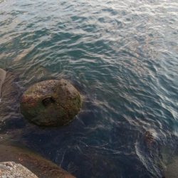 アオリイカ1杯、キジハタ2匹!