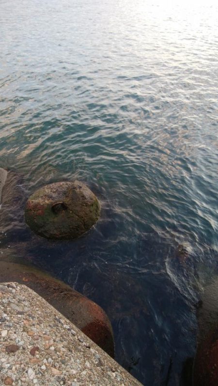 アオリイカ1杯、キジハタ2匹!