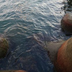 アオリイカ8杯！