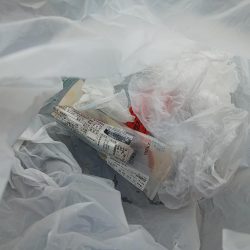 サゴシが出始めてますね