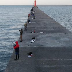 台風通過後の播磨新島キス調査