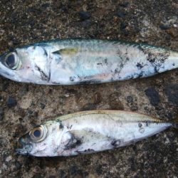 アオリ4杯、カマス7匹、小アジ1匹、小サバ1匹、キジハタ2匹!