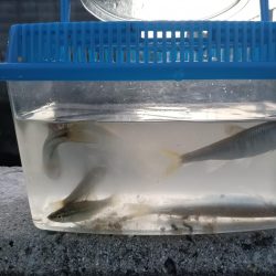 子供のお供に！