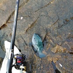 フカセ‥最高ですネ・・