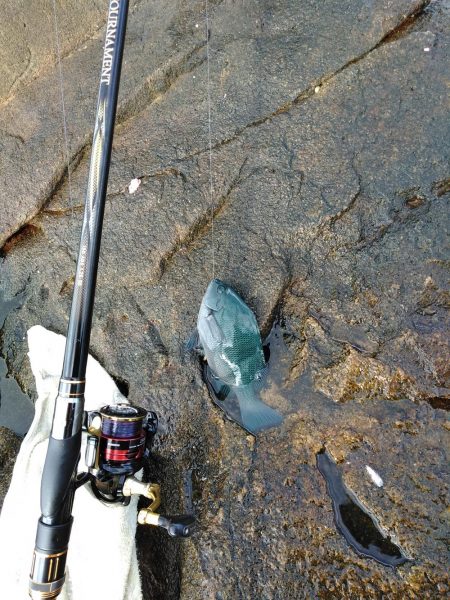 フカセ‥最高ですネ・・