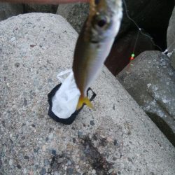 アオリイカ1杯　フクラギ1匹！　クマ1！