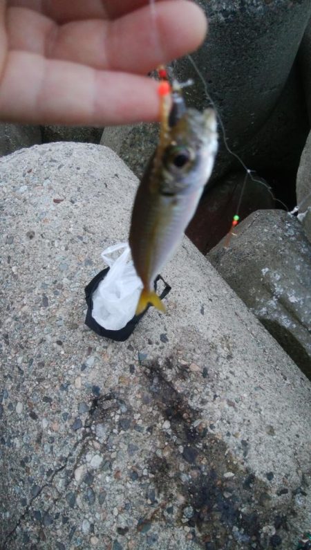 アオリイカ1杯　フクラギ1匹！　クマ1！