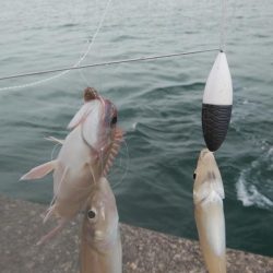 日ムラが激しい播磨新島のキス