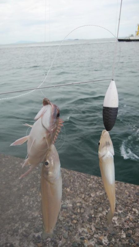 日ムラが激しい播磨新島のキス