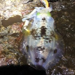 2022 佐渡ヶ島エギング 9回目